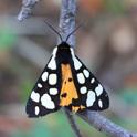 Arctia villica (Cream-spot Tiger).JPG